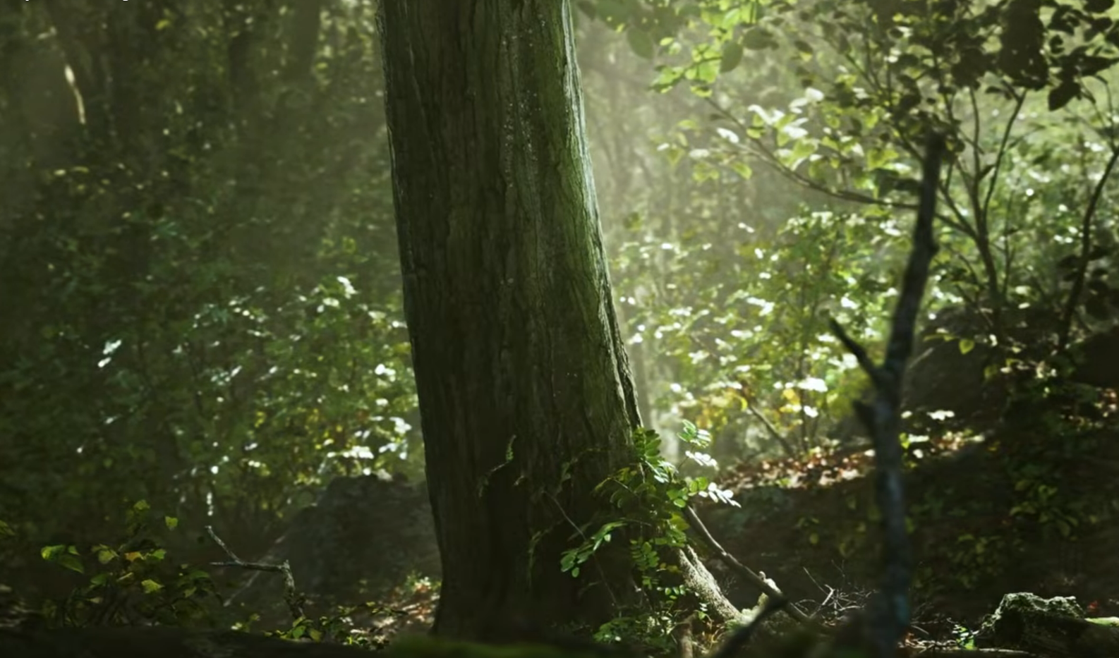 Forêt immersive : lumière et profondeur du sous-bois